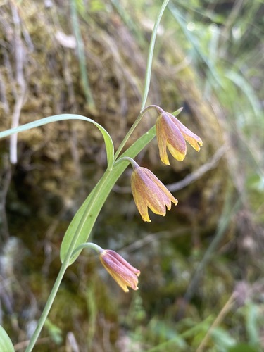 Image of Fritillaria eastwoodiae by (c) Matt Berger, some rights reserved (CC BY)