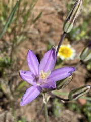 Brodiaea nana