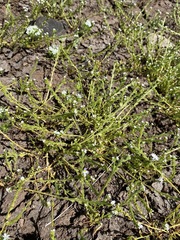 Plagiobothrys stipitatus