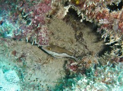 Canthigaster capistrata