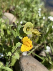 Erythranthe glaucescens