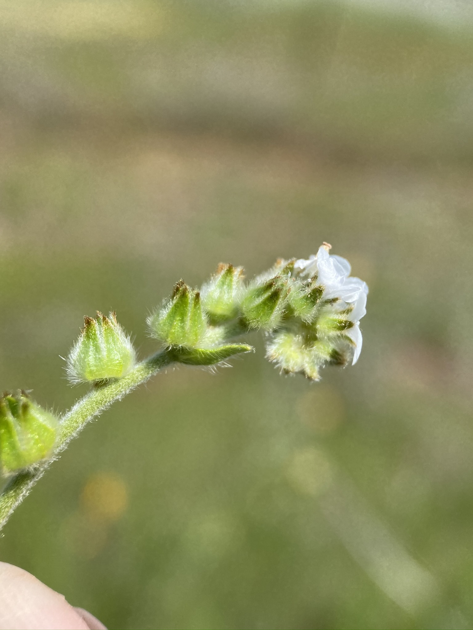 Plagiobothrys canescens