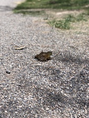 Lithobates catesbeianus