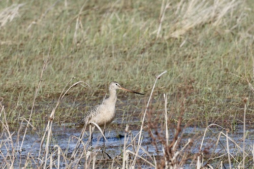 Marbled Godwit