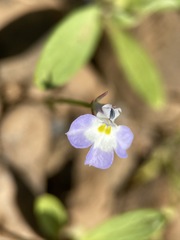 Downingia ornatissima