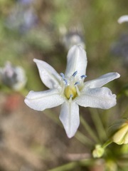 Triteleia lilacina