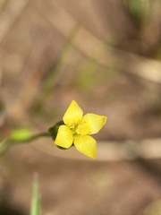 Cicendia quadrangularis