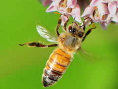 Apis mellifera