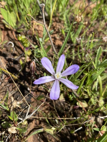 Image of Brodiaea nana by (c) Matt Berger, some rights reserved (CC BY)