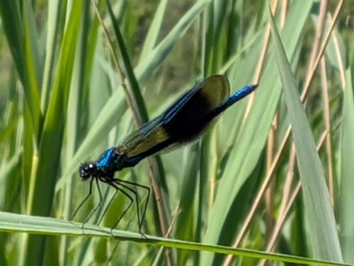 Banded Demoiselle
