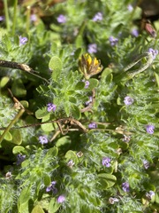Pogogyne zizyphoroides