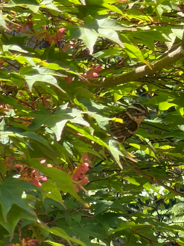 Black-headed Grosbeak