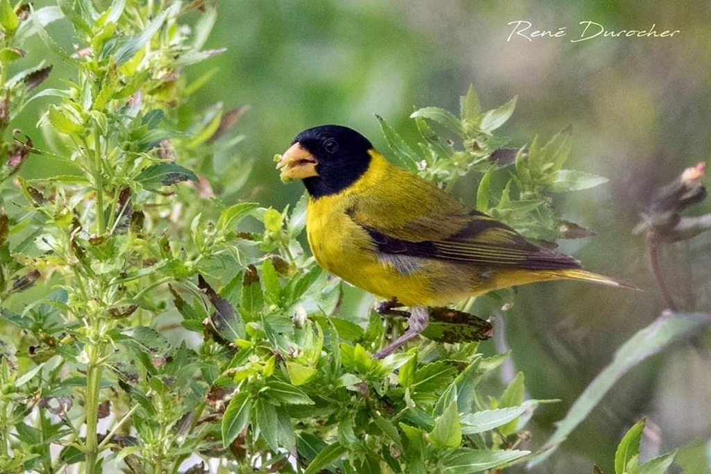 Antillean Siskin (Spinus dominicensis) photo