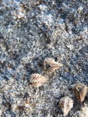 Plagiobothrys scriptus