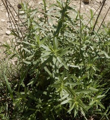 Grindelia lanceolata