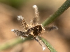 Plagiobothrys austinae