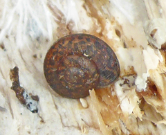 Helminthoglypta nickliniana