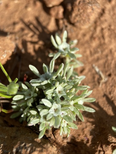 Image of Hesperevax acaulis by (c) Matt Berger, some rights reserved (CC BY)