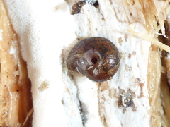 Helminthoglypta nickliniana