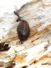 Helminthoglypta nickliniana