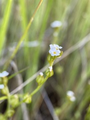 Plagiobothrys greenei