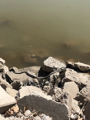 Thamnophis elegans vagrans