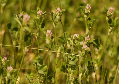 Trifolium striatum iNat (2)