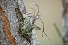 Tillandsia paucifolia