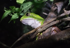 Phyllomedusa burmeisteri