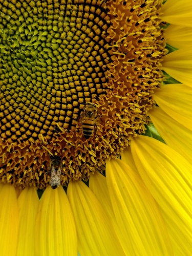 Western Honey Bee