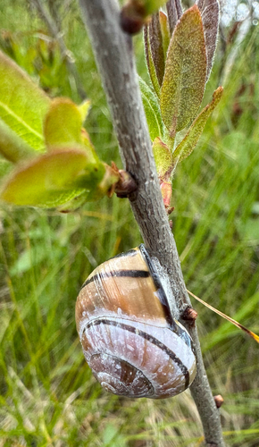 Brown-lipped Snail