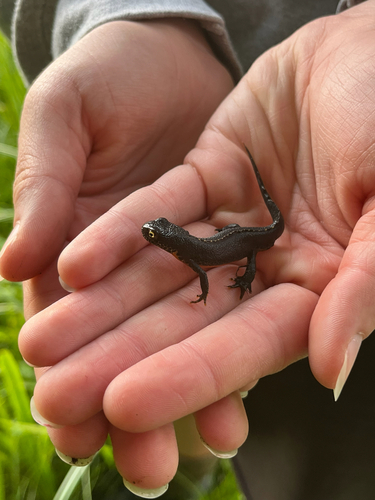 Alpine Newt
