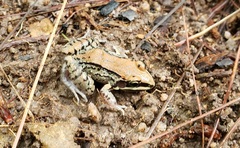 Leptodactylus mystacinus