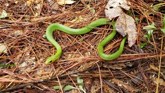 Erythrolamprus typhlus