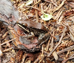 Leptodactylus mystacinus