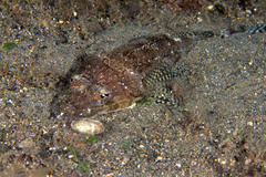 Rogadius pristiger