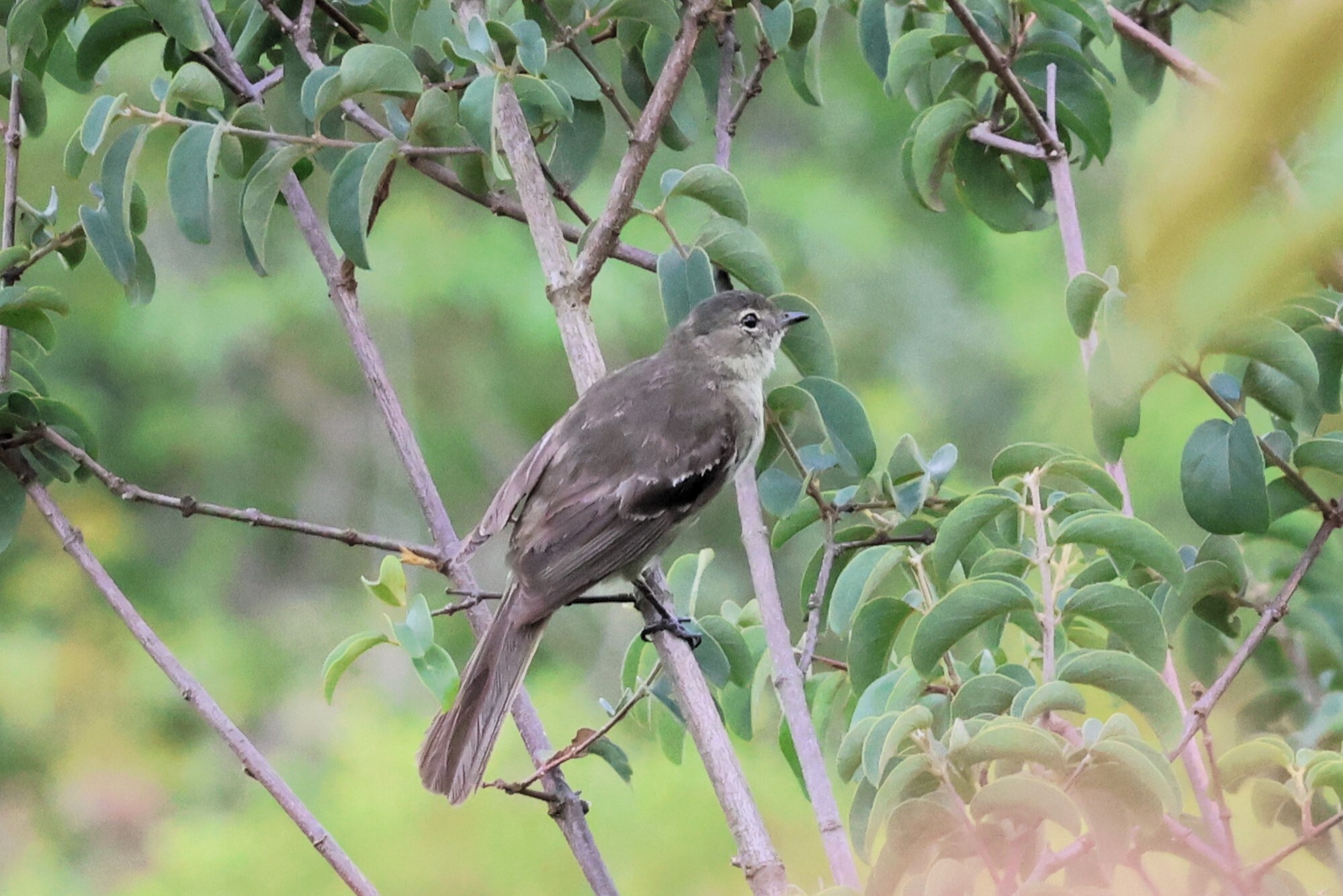 Small-headed Elaenia (Elaenia sordida), photo 1
