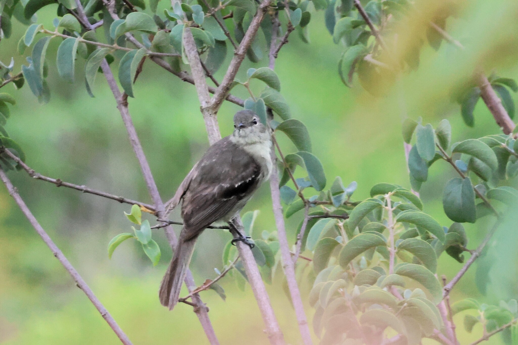 Small-headed Elaenia (Elaenia sordida), photo 2