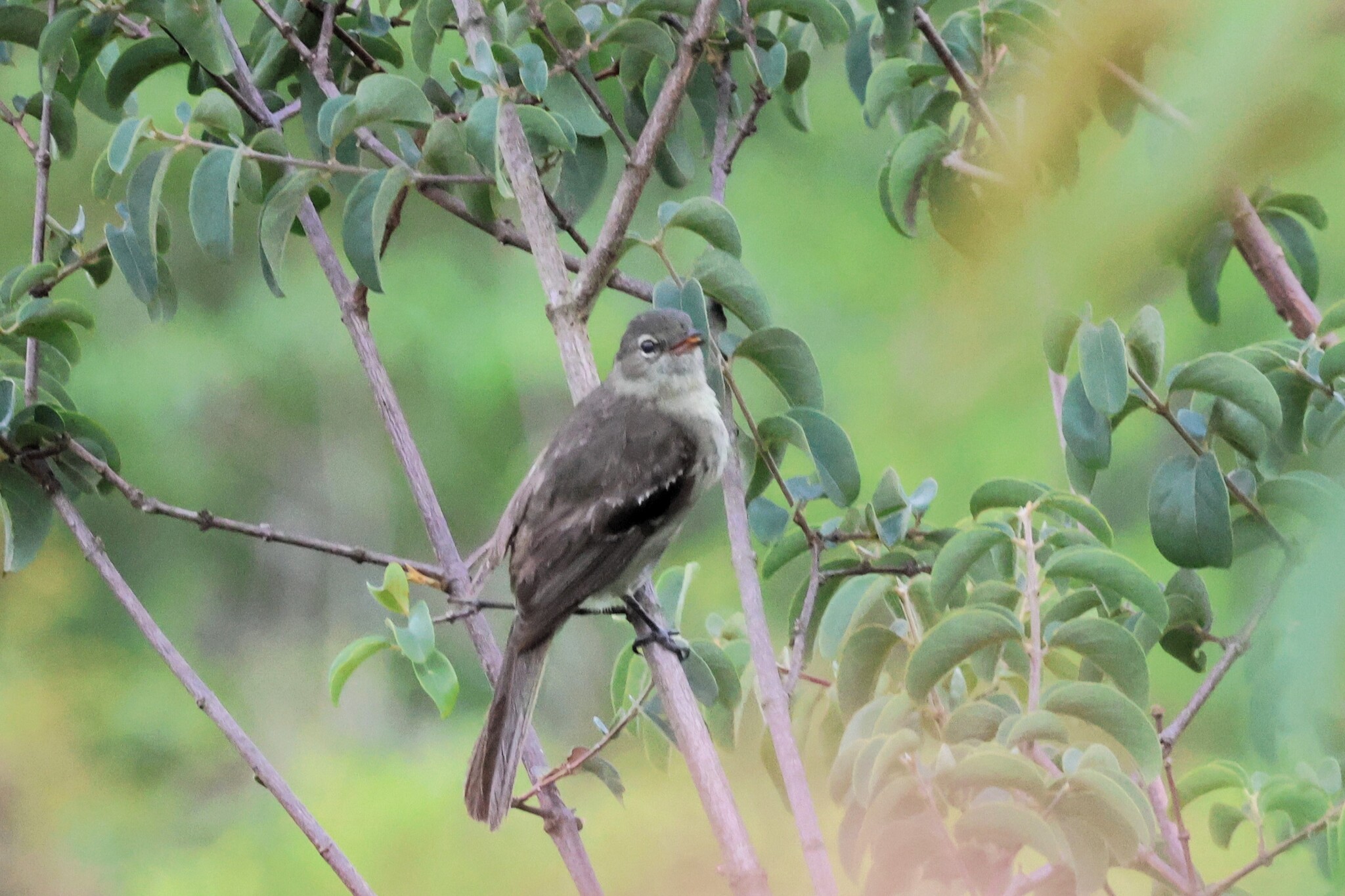 Small-headed Elaenia (Elaenia sordida), photo 3