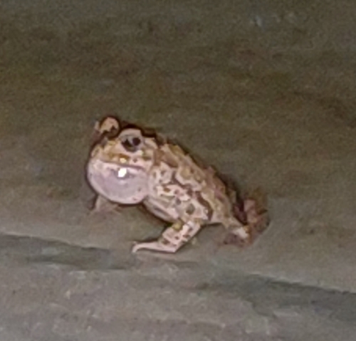Green Toad
