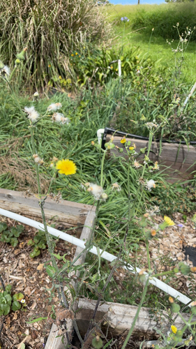 Sonchus oleraceus observed 2026-05-28