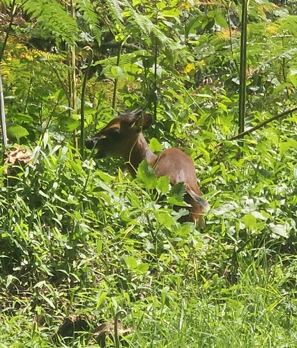 Kivu Duiker
