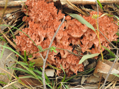 Ramaria capitata ochraceosalmonicolor
