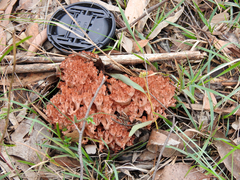 Ramaria capitata ochraceosalmonicolor