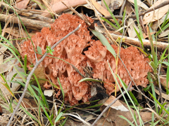 Ramaria capitata ochraceosalmonicolor