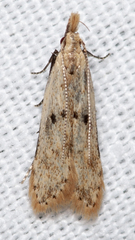 Dichomeris punctipennella