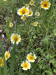 Layia gaillardioides