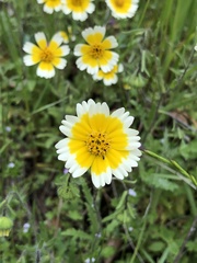 Layia gaillardioides