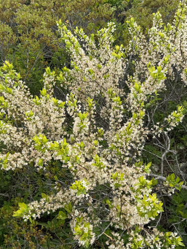 Beach Plum
