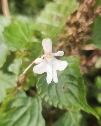 Impatiens bequaertii